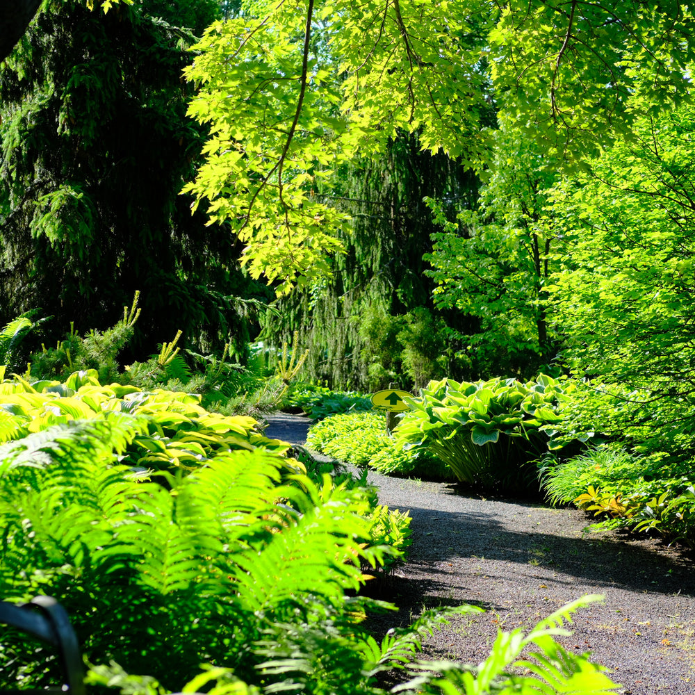 Jardin Scullion