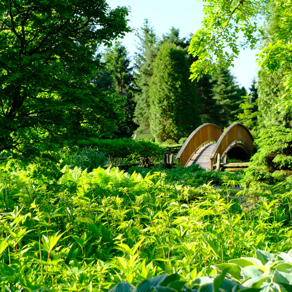 Jardin Scullion